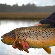 Estuary Brown trout